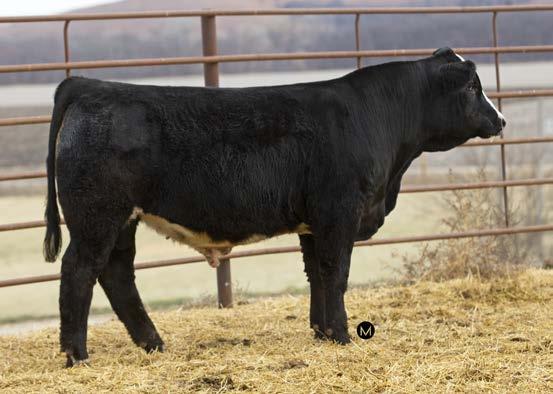 7 /Garrett Parsons Warden is the youngest bull in the sale but he has the build, structure, and look to compete with the older bulls.