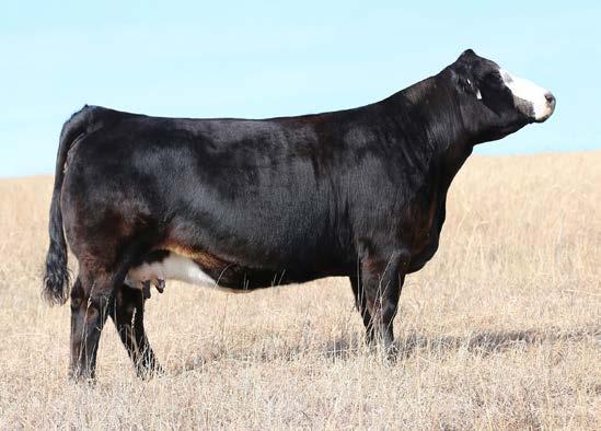 He will sire impeccable top end replacements or superior feeder cattle that should garish premiums.