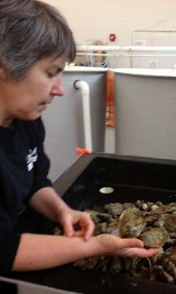 Shellfish Growers Association Chuck