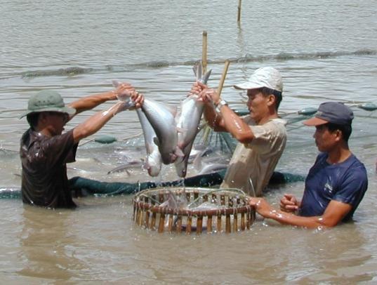 Success story the panga farming in the Mekong Delta, Viet Nam Philippe Cacot