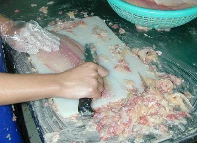 Filleting the panga Filleting Fishes are sticked Remaining carcass Dressing
