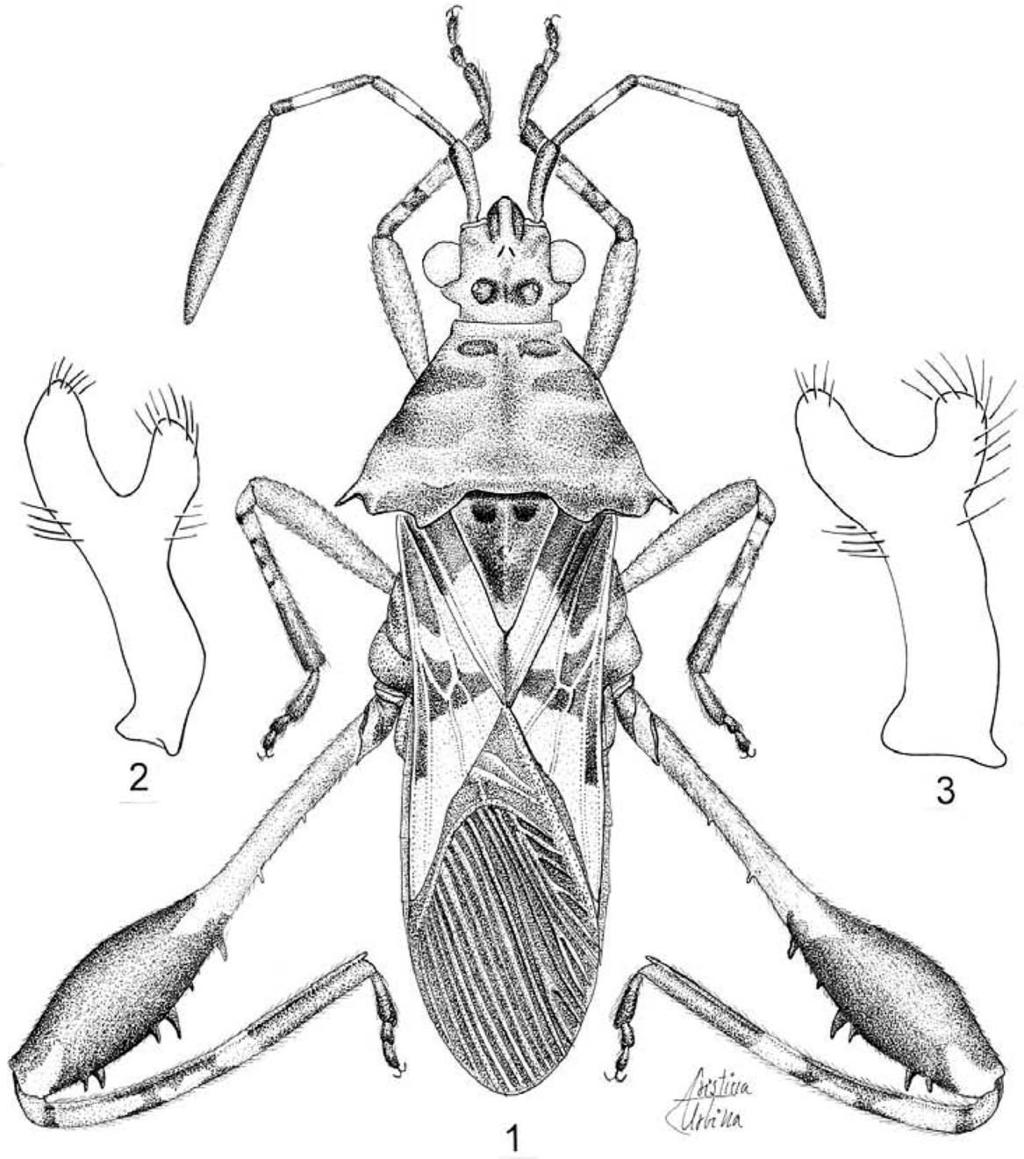 136 Florida Entomologist 92(1) March 2009 Fig. 1. Merocoris tumulus Brailovsky and Barrera. 1. Dorsal view. 2-3. Paramere. Measurements in mm (n = 1): Male (female). Head length 0.99 (0.