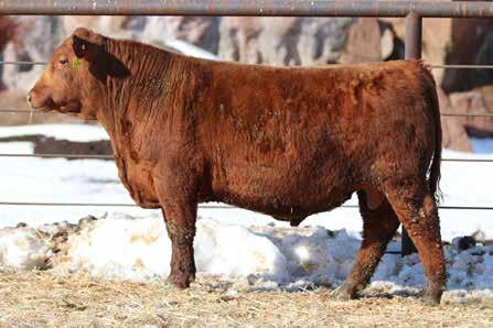 dob 1/24/16 reg 3557866 12 Right Kind D170 ET Look here! If you like massive, rugged, driven cattle that yield pounds, this one needs to be on the trailer headed home!