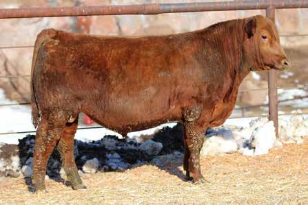 12 dob 1/24/16 reg 3557862 14 Right Kind D164 ET Talk about keeping a calf crop uniform and consistent!