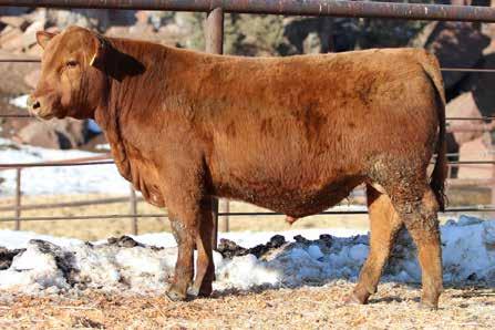 dob 2/1/16 reg 3575602 21 Down &Dirty D702 Here's another heifer bull! This Acquisition son offers an awesome spread on paper, coupled with a smooth, dark red, muscular look.