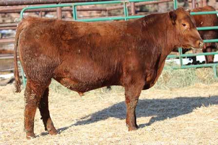 dob 2/16/16 reg 3557842 31 Incredabull D135 If you re looking for power take a look at this stud. Incredabull on top and the Gwendolyn cow family on the bottom of his pedigree.