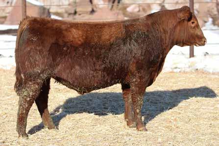 dob 1/5/16 reg 3557834 34 Regal D125 WHO MADE THE SALE ORDER? How does a bull like this get this far down in the sale order? All EPDs but one in the top 35% of the breed.