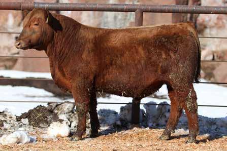 dob 2/3/16 reg 3575606 40 Right Kind Mario D703 This is a great bull with solid numbers. He brings some of the old great ones to the table again with Buffalo Creek, Right Kind and Mr. Mario together.