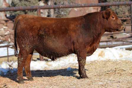 He has a balance in his Gridmaster and Herdbuilder numbers with a phenotype appeal that takes your eye. You will be smiling all the way to the bank on this guy s calves. 117 50 9-1.