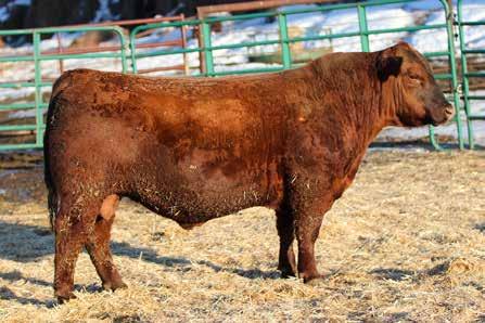 dob 2/11/15 reg 3496635 LSF R 88 Right Kind C154 Another beautiful Right Kind son that has the makings of a great herd bull. Moderate, big middled, powerful, and muscle shape to spare.