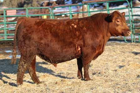 dob 1/21/15 reg 3496642 90 LSF R Drought Breaker C137-4.2 Calving Ease and 18 months old and ready to work.