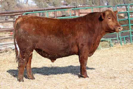 dob 9/15/15 reg 3571840 4 PrideC702 This Alliance son is definitely worth the study. A oriented bull with extra length of body and extension, C702 is backed by maternal excellence.