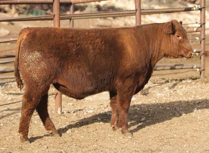 This bull will allow you to sleep easy all night long come calving season.