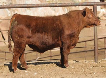 With his 57 Gridmaster, top 1% you can turn your entire herd around in one generation. He destroys the antagonisms between muscling and marbling by posting a MB EPD in the top 10% of the breed.