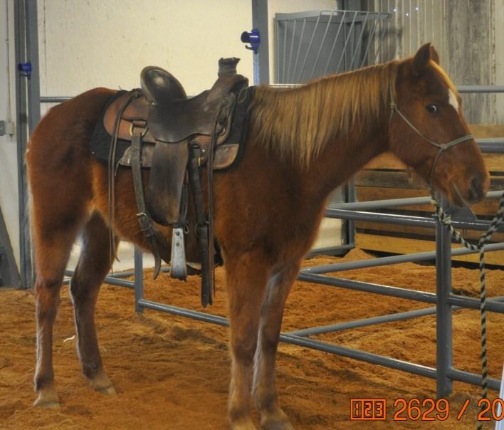 Diamond 97-16 Sorrel Mare This is a gentle,