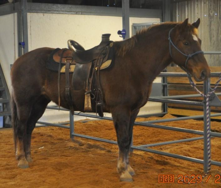Misty 97-21 Palomino Mare This mare is gentle,