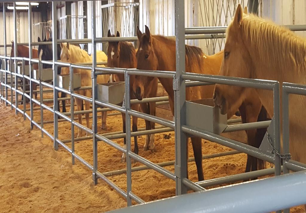 Notes: 22 The Arkansas Department of Correction Agriculture Department provides the horses for all of the various needs of the ADC. We begin training the horses at age 2 and they begin work at age 4.