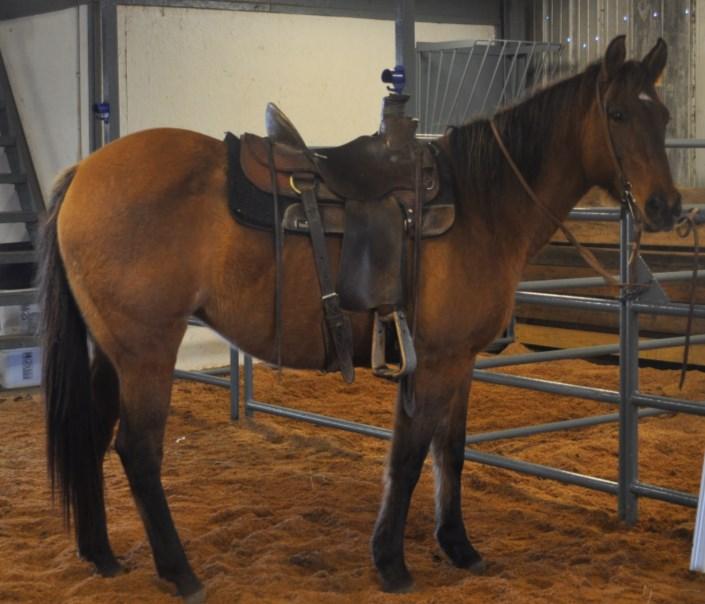 Gwenny 01-35 Dun Mare This mare is a trail rider s dream.