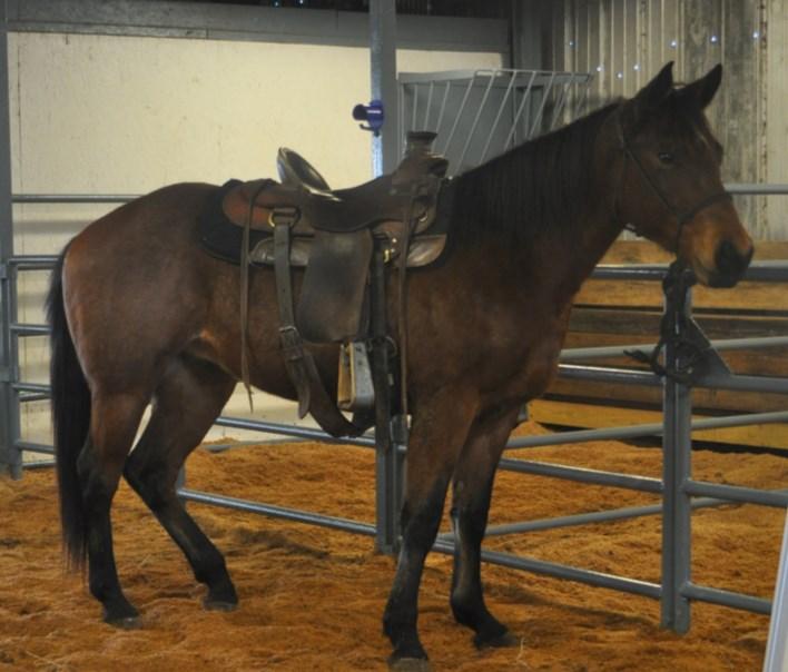 Roanie 14-E Bay Roan Gelding This horse is a started gelding.
