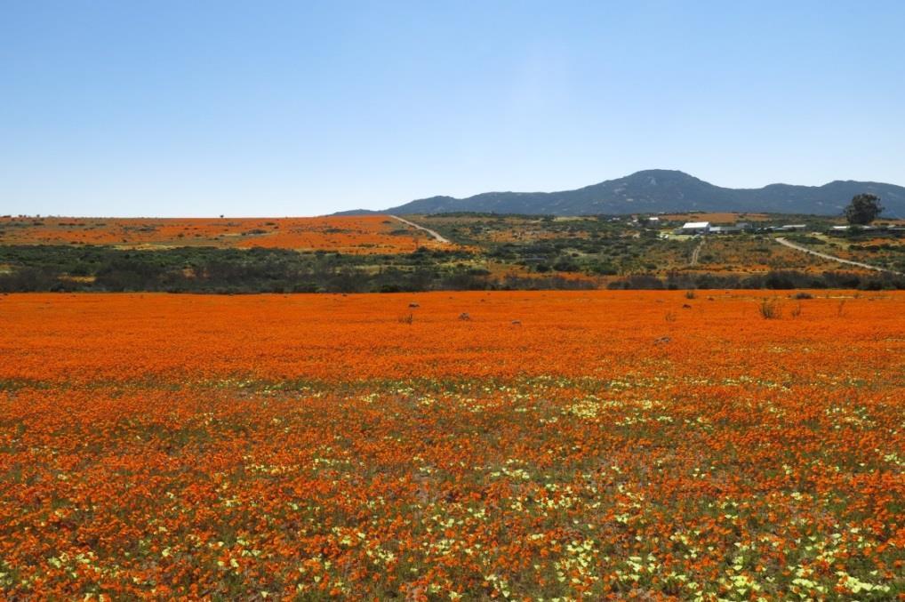 Chapter 1: Literature Review and Study Area Figure 1.8. The fields in front of Skilpad, Namaqua National Park in the wet months (June- November). Corlé Janse 1.