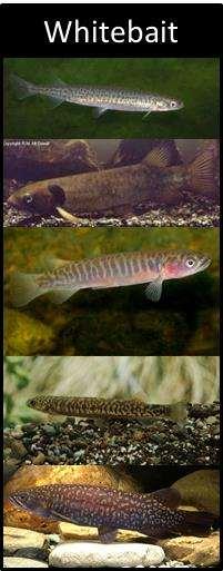 Whitebaiting The New Zealand whitebait fishery revolves around the juvenile stage of five native Galaxias species.