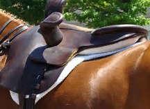 saddle Although the