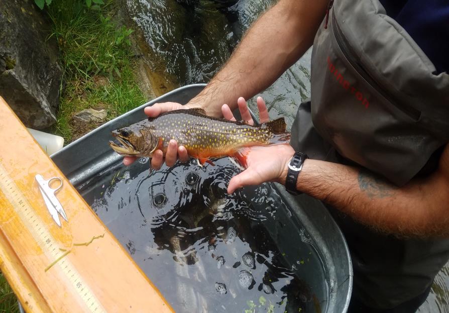 Wild Trout Programs Wild Trout Waters (Natural