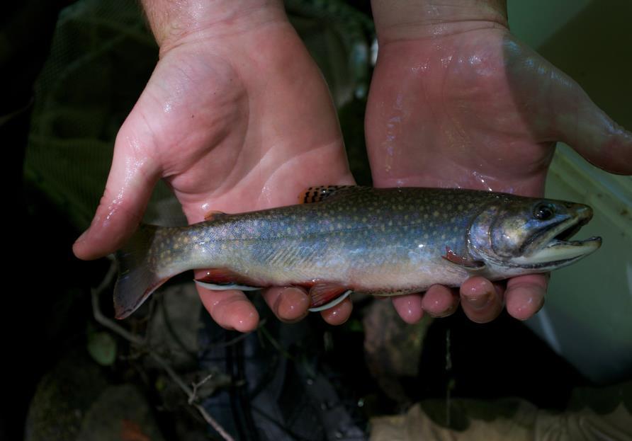 Wild Trout Programs Wilderness Trout Waters Streams that provide a wild trout fishing