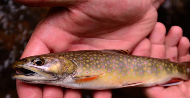 Wild Trout Classifications Operation FUTURE Recreation First to Resource
