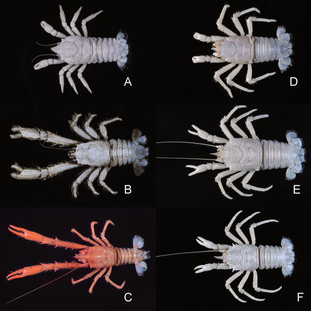 48 M. OSAWA et al. Fig. 5. Fresh specimens, dorsal view. A, Munidopsis granosa Alcock, 1901, stn CP374, male (cl 11.3 mm); B, Munidopsis hirsutissima Balss, 1913, stn OCP301, female (cl 21.