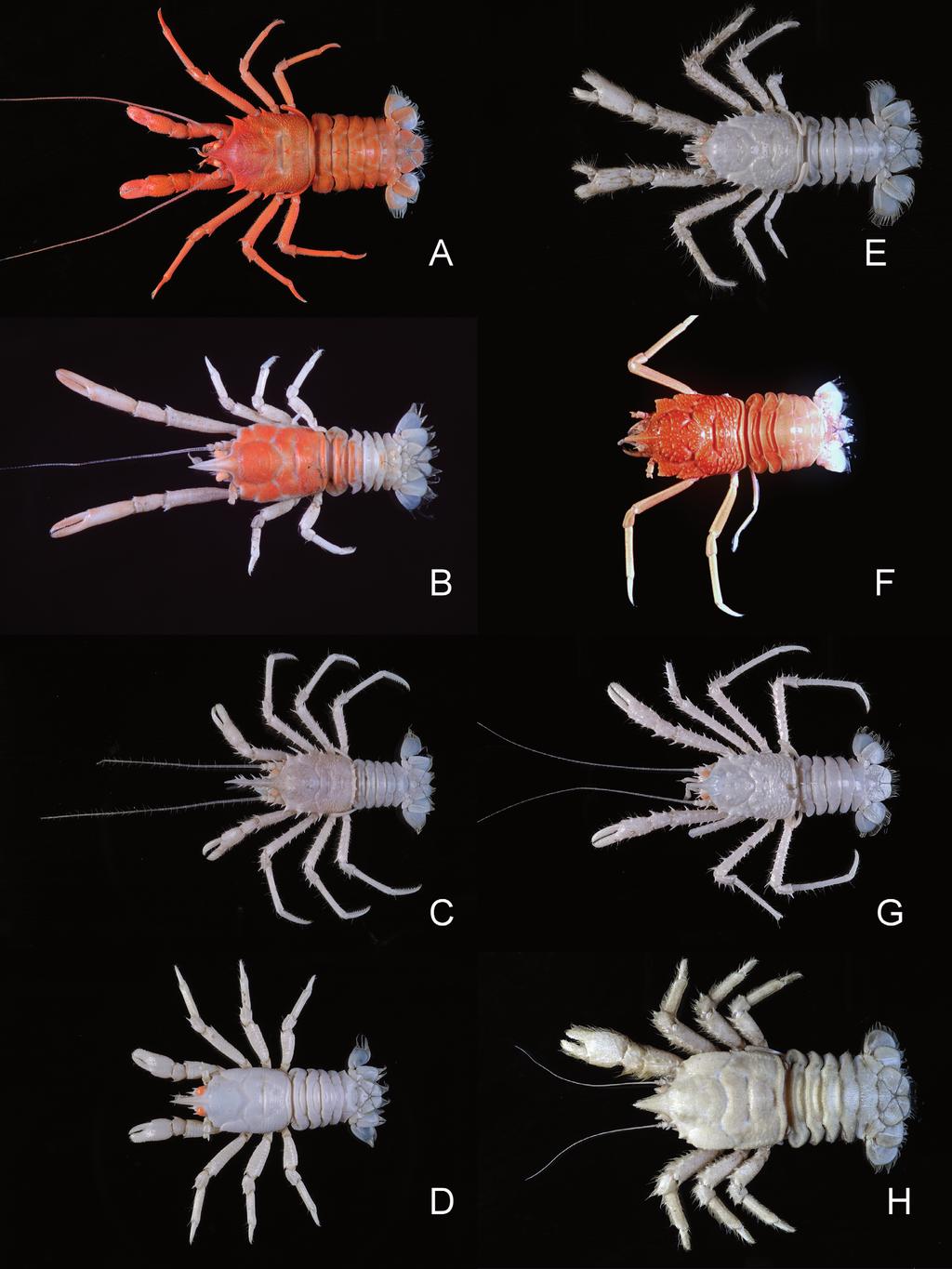 40 M. OSAWA et al. Fig. 1. Fresh specimens, dorsal view. A, Galacantha valdiviae Balss, 1913, stn CP277, ovig. female (cl 21.3 mm); B, Munidopsis analoga Macpherson, 2007, stn CP214, male (cl 8.