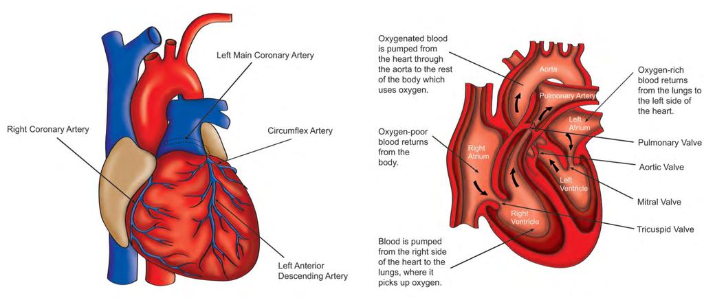 The Function of the Heart What happens during a heartbeat In a normal heart, the electrical impulse that starts the heartbeat begins in a group of cells called the sinus node (or the SA node for