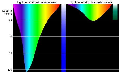 3. Figure 2 below is a graph that shows light penetration in the open ocean vs. coastal waters. What are 2 factors that would affect light penetration in both the coastal waters and open ocean?