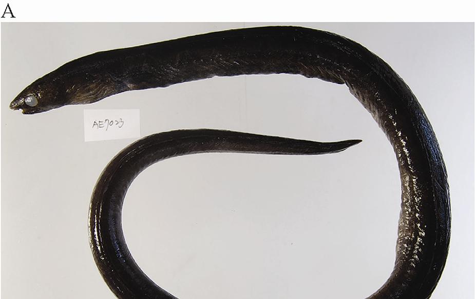 Y.-C. Chiu et al.: New Record Genus and Species of Snake Eels from Taiwan 205 Fig. 5. Ophichthus obtusus, TOU-AE 7023, 599 mm TL., mature female, Da-xi fish market, Yi-lan, Taiwan. Bar = 10 mm. A.