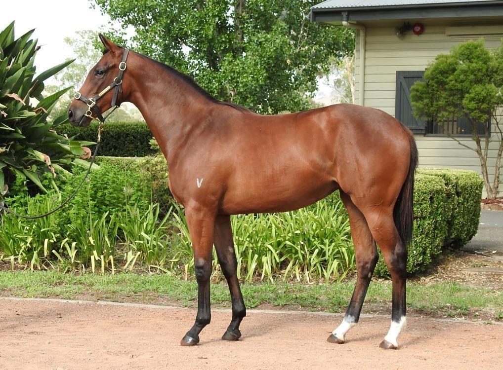 New South Wales More than Ready (USA) / Riva del Mar filly 2016 $13,000 per 10% share (5% shares available) Kris Lees to train I was taken by this filly when I inspected her.