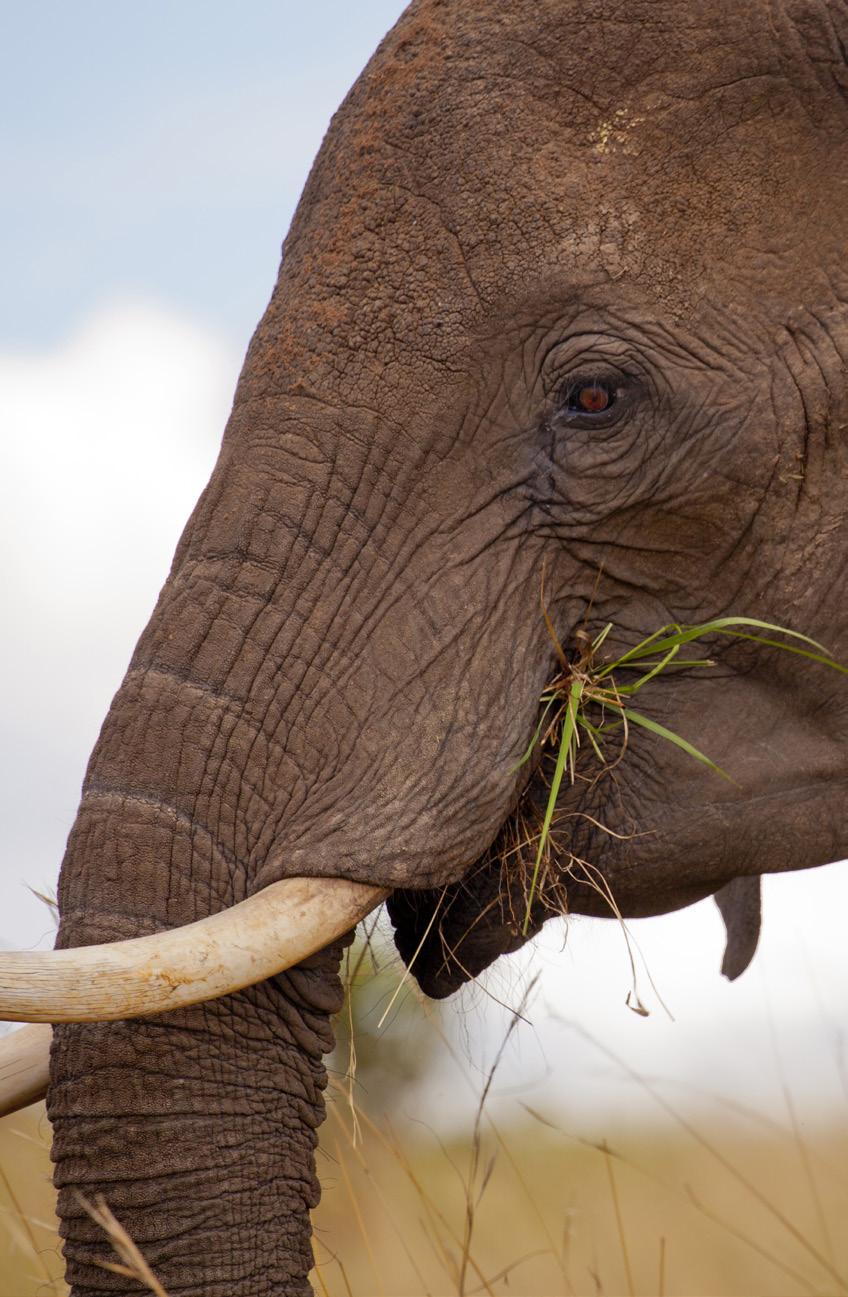 Ending Wildlife Crime Wildlife crime poses an urgent threat to three of the world s best-loved species elephants, rhinos, and tigers undermining decades of work to conserve their populations in the