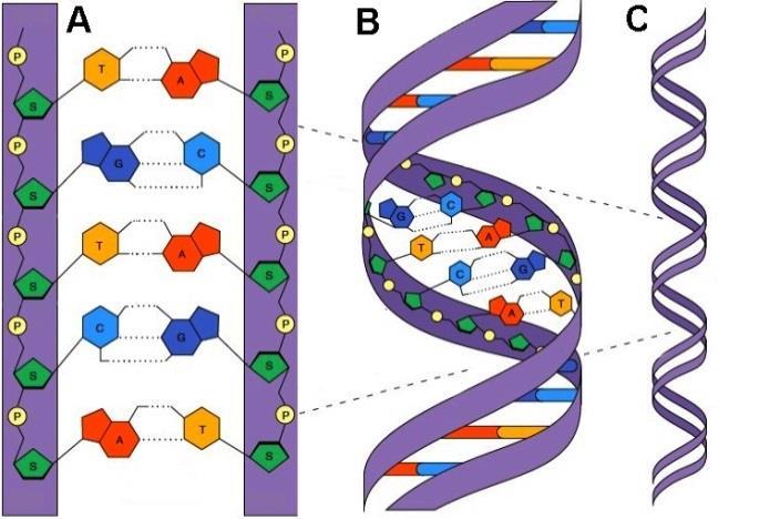 DNA is essential to building all parts of all living things. Most people are familiar with the double helix structure discovered in 1953, but don t fully understand what it is or why we care about it.