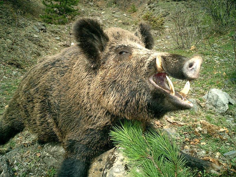 Wild boar Region Lodz / Katowice Szczecin Wroclaw / Mazury Wounded 115 100 110 <29.99 kg 100 115 110 30.00-49.99 kg 180 210 195 50.00-79.99 kg 330 380 365 80.