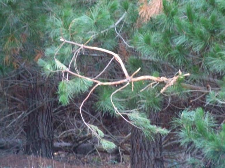 The bucks mark their territory by rubbing the horizontal branches of pine trees.