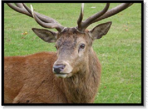 Wild deer have been present in the British