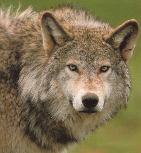 Predators of Deer Wolves used to be natural