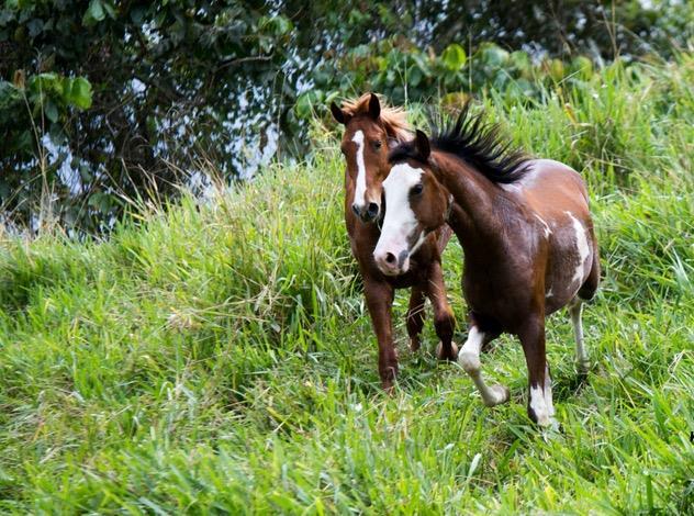 Herd dynamics EPONICITY S HORSES Our 27 horses live as a herd in natural conditions on grass pasture
