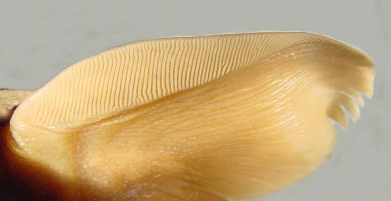 Plaited adhesive organs on pectoral fin of Pareuchiloglanis gongshanensis, CAS 214865, 87.4 mm SL.