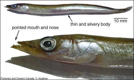 PACIFIC SAND LANCE - Ammodytes hexapterus Needlefish or Sand Eel Distributed from Alaska to CA pointed