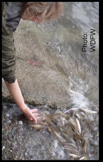 (repeat spawners) Commercially Fished in BC until 2013 Large recreational fishery Mouth small,