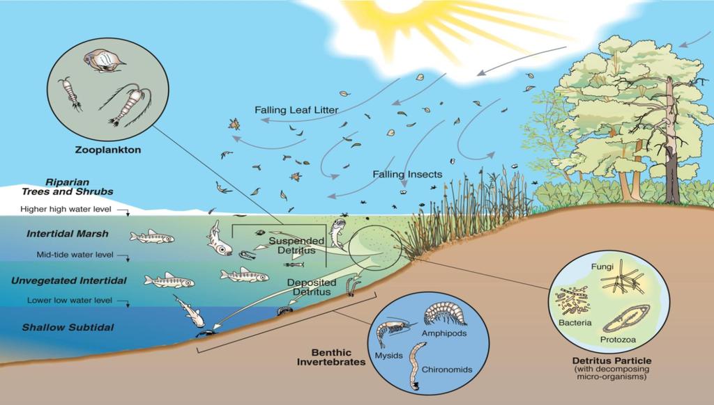 Marine Shoreline Habitats: Juvenile Salmon Critical Rearing Habitat Marine Shoreline Vegetation: Litter Fall and