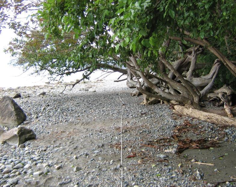 Marine Riparian Zone Overhanging shade Overhanging vegetation provides crucial