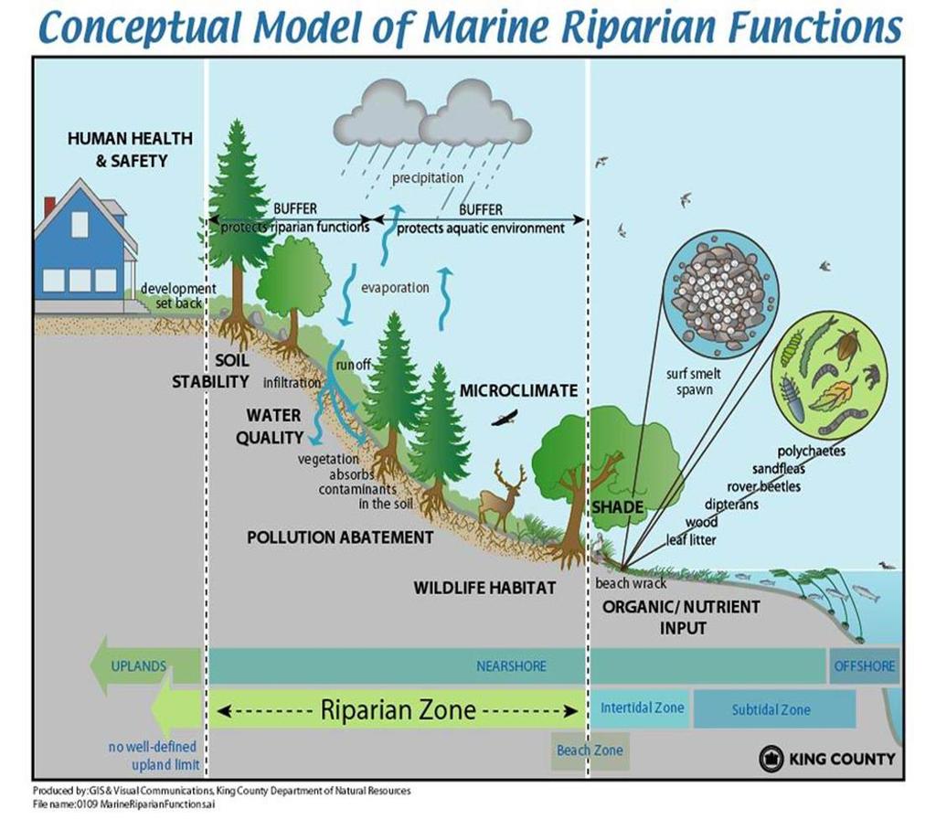 Marine Riparian Corridors Set backs from the natural boundary to allow shorelines to function Conceptual Model of MarineRiparian Functions HUMANHEALTH QFF -10, 15, 30, 50 to 100 m landward