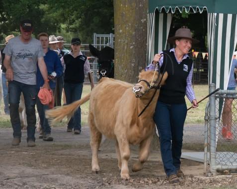 Well Done Kate Hepburn for winning overall Supreme Cattle exhibit at Mullumbimby Show, with her Mini Beltie FOXTAIL HILL MIA FTH M4 09/10/2016.