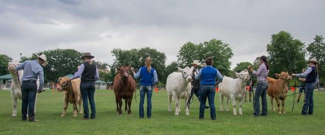 Mia and Katie achieved the overall Supreme of Show Perpetual Trophy against 60 exhibits, including: Angus, Santa s, Charolais, Belted Galloways, Speckle